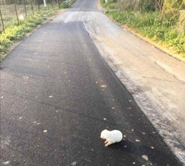 Cucciolo Di Cane Lanciato Da Unauto In Corsa Aveva Ancora Gli Occhi Chiusi