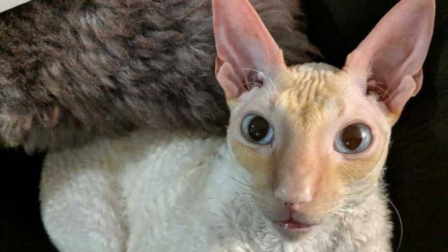 cornish rex