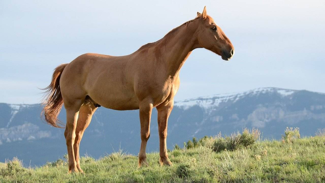 Il cavallo sfodera: che significa, perché lo fa e quando preoccuparsi