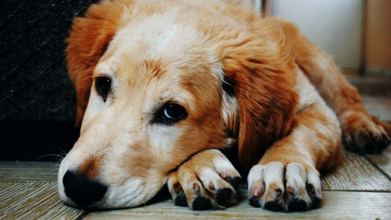 Mucormicosi Nel Cane Sintomi Cause E Trattamento