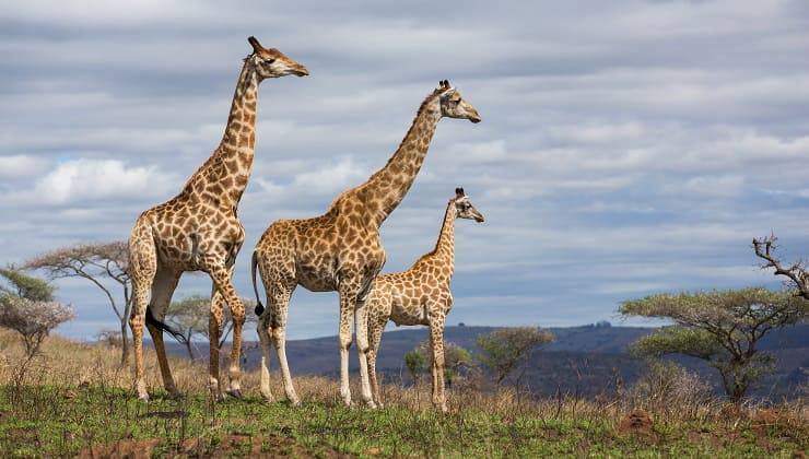 famiglia di giraffe