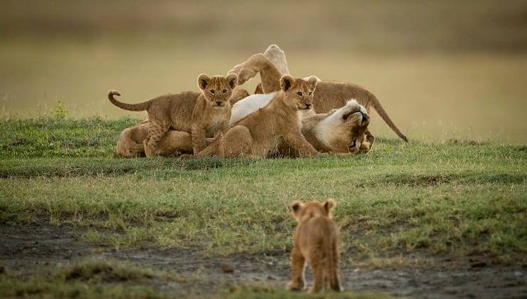 famiglia di animali