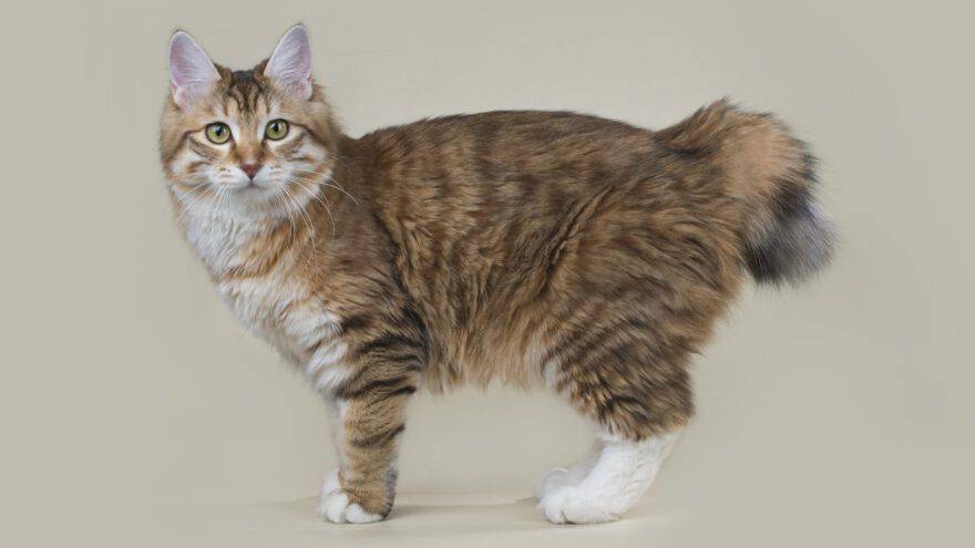 Kurilian bobtail