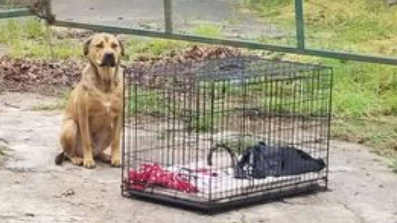 Cane Abbandonato Nel Nulla Assieme Al Suo Trasportino E Alla Pettorina