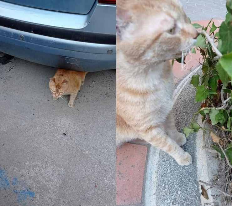 gatto ritorna crollo casa