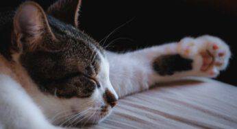 Pododermatite nel gatto: sintomi, cause e trattamento