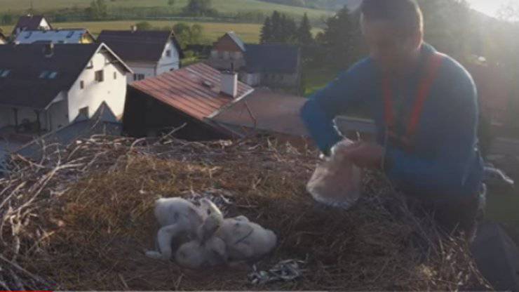 Un aiuto per i cuccioli di cicogna (Foto video)