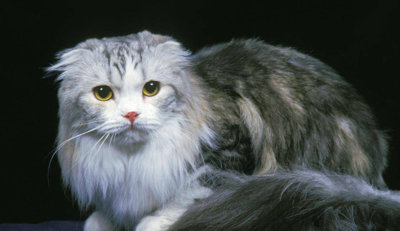 Curiosit Sullo Scottish Fold Longhair Origine Aneddoti E Chicche   Scottish Fold Longhair 6 