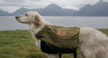 Razze di cani adatte al trekking: gli esemplari più avventurosi