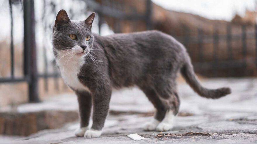 brazilian-shorthair