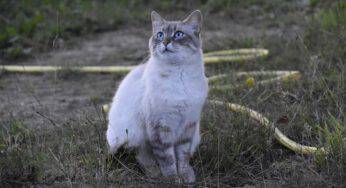 Com’è il gatto europeo: quante tipologie esistono e che caratteristiche hanno