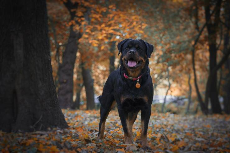 Le razze di cani perfette per padroni coraggiosi