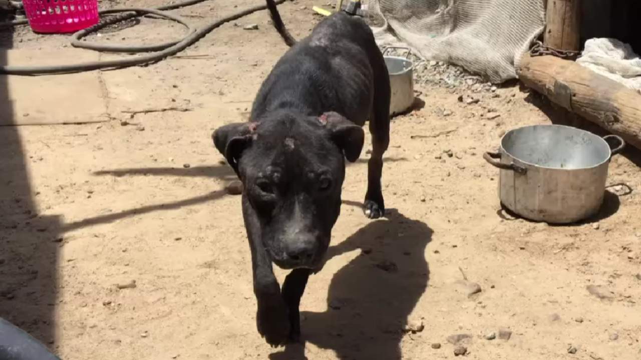 Cagnolina Abbandonata Vagava Per Le Strade Di Un Insediamento Video 0750