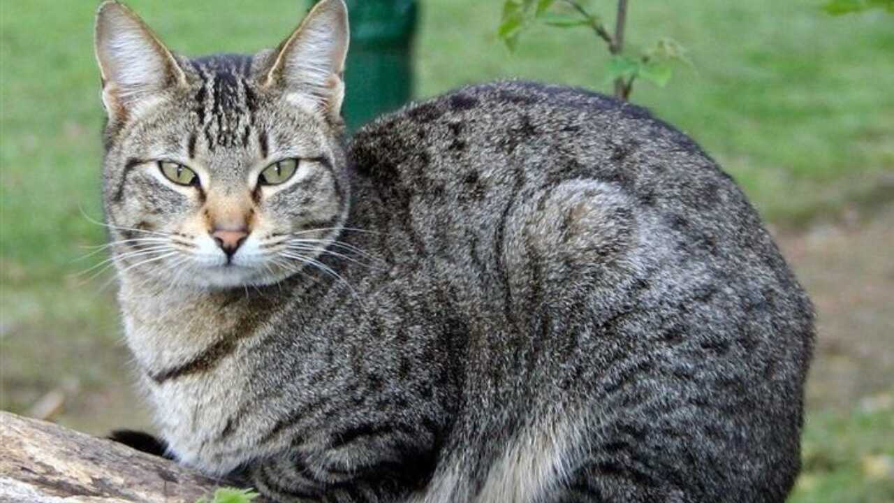 Differenza tra Kanaani e Abissino come distinguere le due