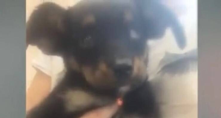 Cucciola appena trovata sviene dalla fame (Screen video Youtube Animal Shelter)