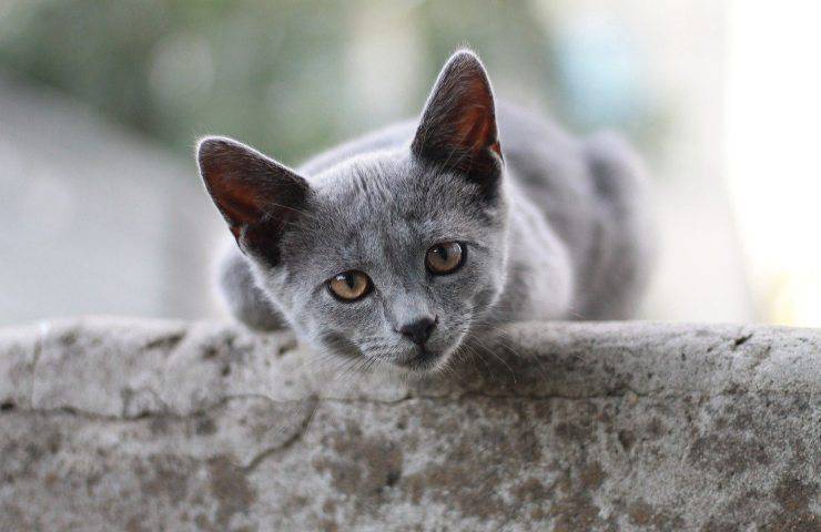 bambina salva gattino pericolo canale scolo