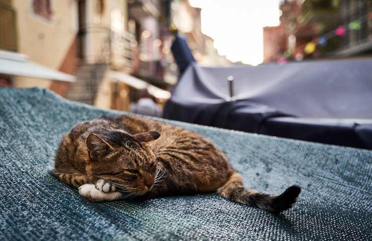 felino pericolo soccorso da bambina 