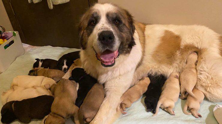 Mamma Cane Adotta Altri 6 Cuccioli Ora Ha 17 Cagnolini Video