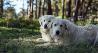 Cani compatibili con il pastore di Tatra: caratteristiche e stile di vita