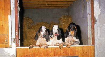 Razze di cani compatibili con il Gascon Saintongeois: i migliori amici
