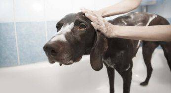 Perché il cane non ama il bagnetto? Tutto ciò che c’è da sapere