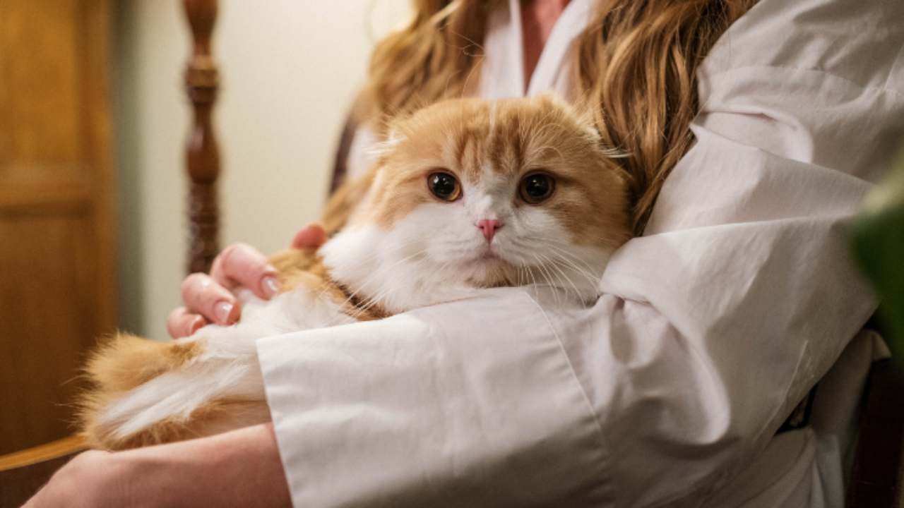 Il Gatto Ti Sta Proteggendo Ecco I Segnali Che Devi Osservare