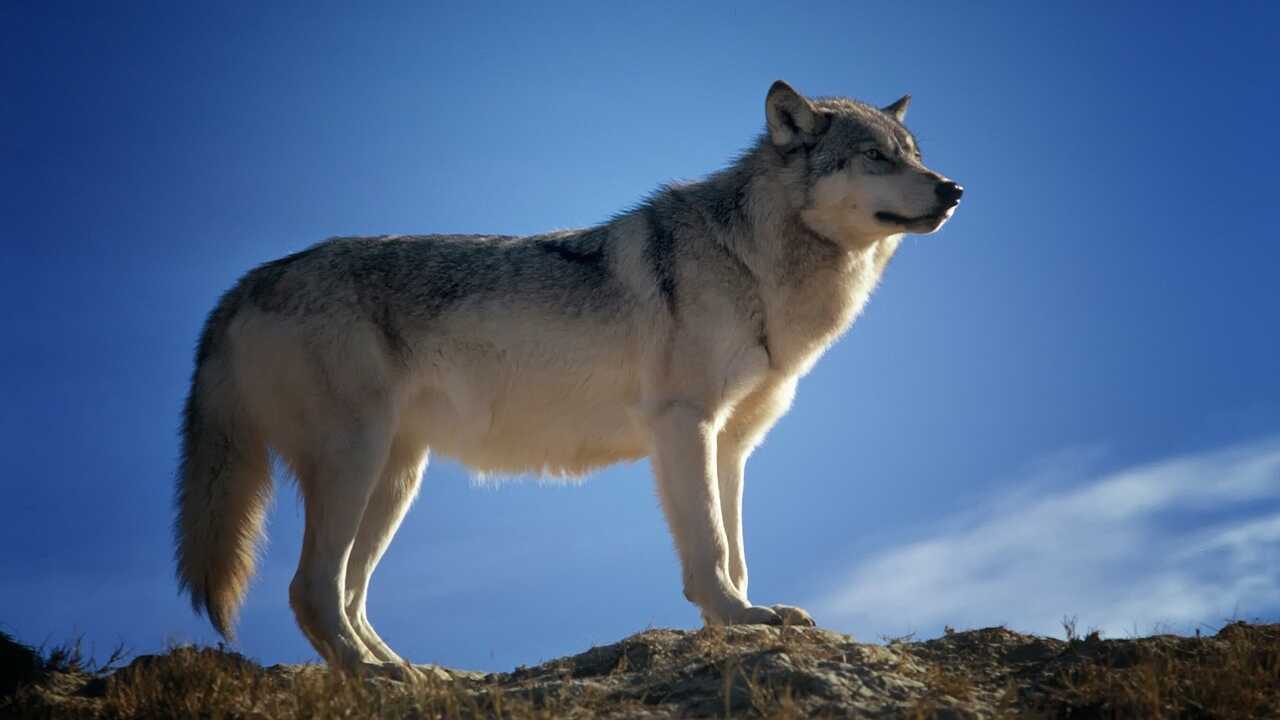 Anche i lupi sentono la mancanza degli esseri umani: lo studio