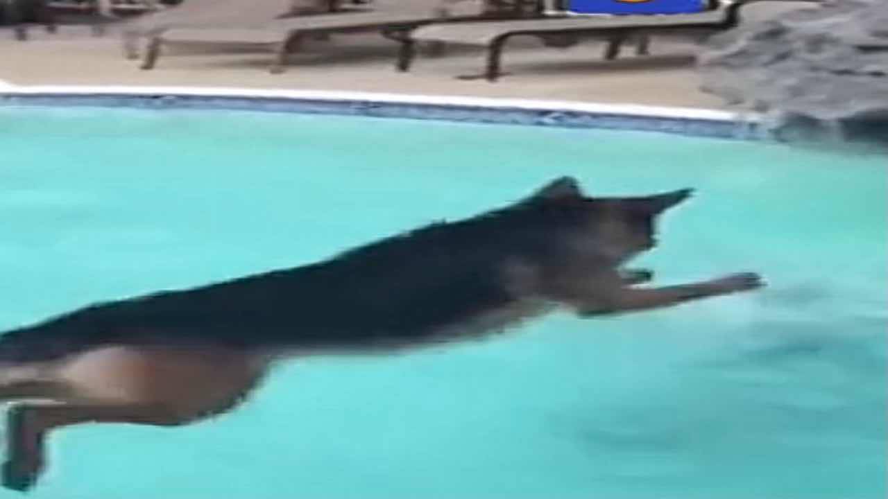 Un Cane Impazzisce Quando Vede La Sua Padrona In Piscina Video