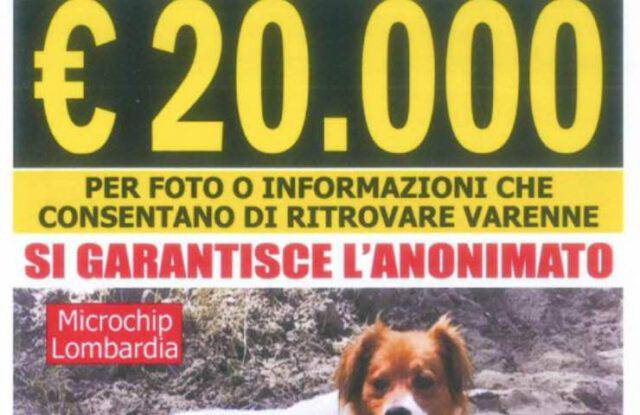 Ricompensa Da Migliaia Di Euro Per Chi Trova Varenne Il Cane Scomparso 8884