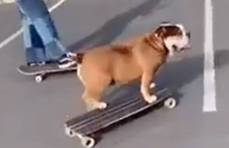 Giotto cane skateboard performance 