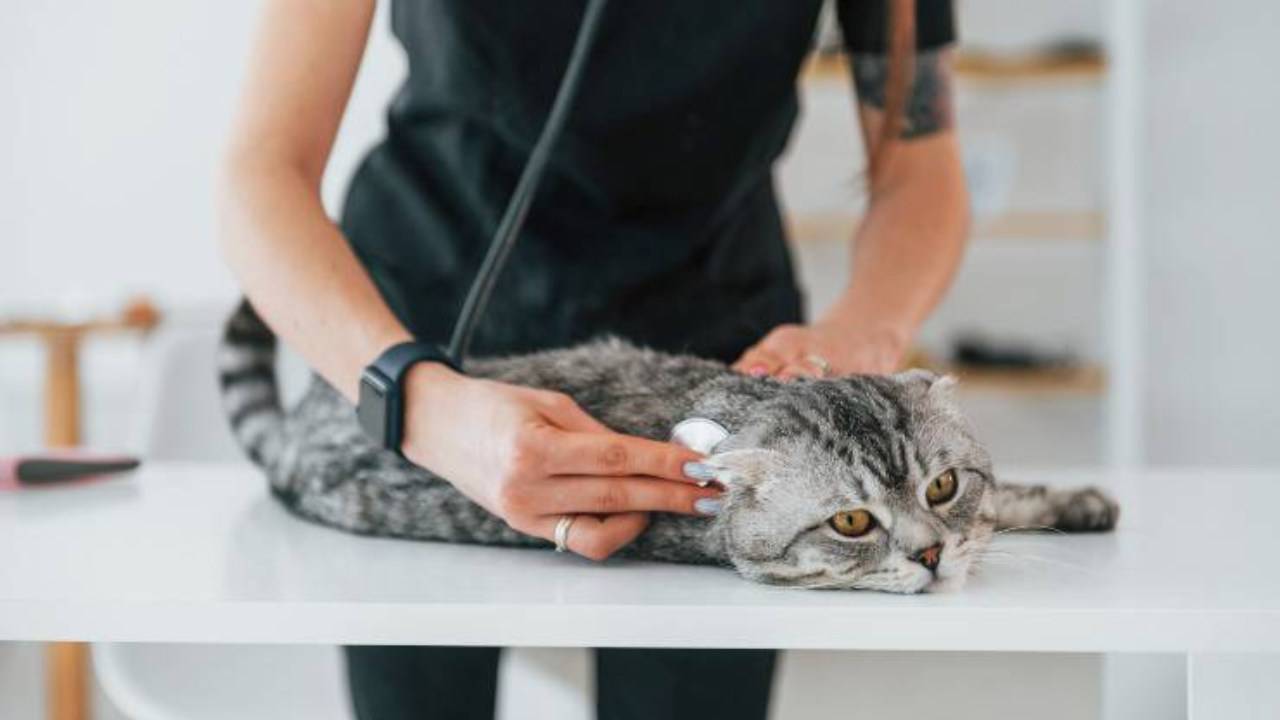 Diabete Insipido Nel Gatto: Cause, Sintomi E Trattamento