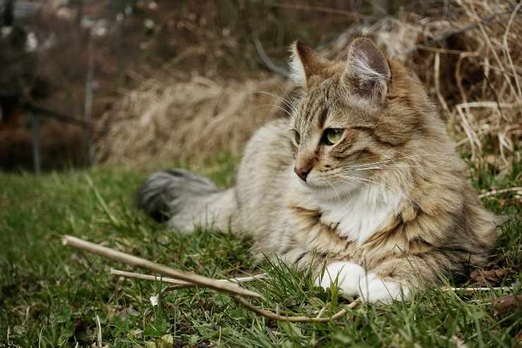 Razze di gatti che difendono