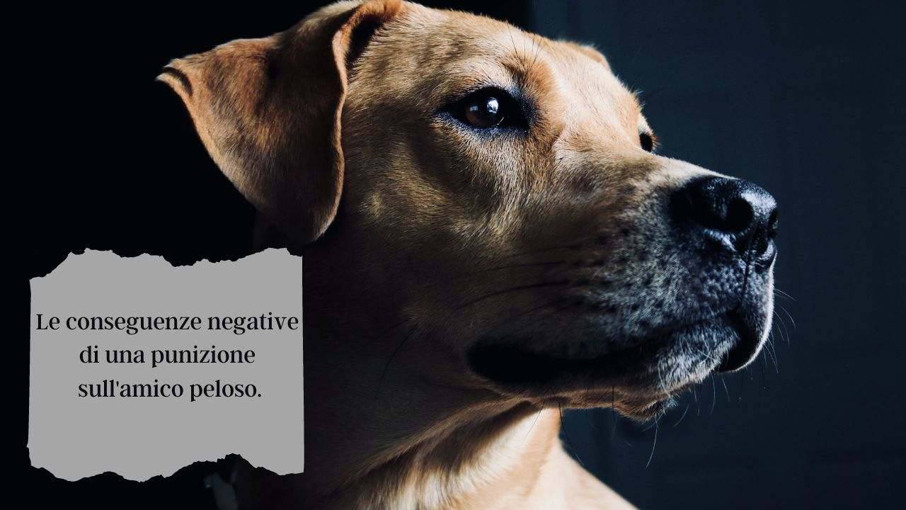 Cosa Succede Al Tuo Cane Quando Lo Punisci I Motivi Per Cui Non Devi Farlo