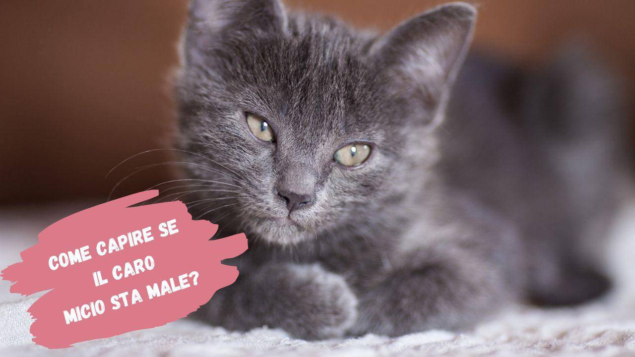 Perché Il Gatto è Abbattuto Tutto Quello Che Dobbiamo Sapere Sul Micio 6246