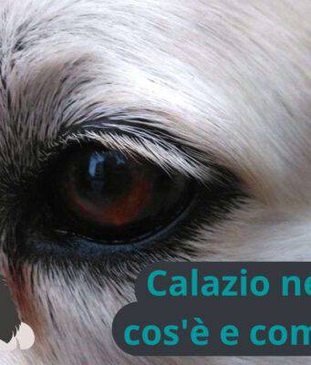 Salute E Benessere Del Cane Cura Prevenzione Sintomi