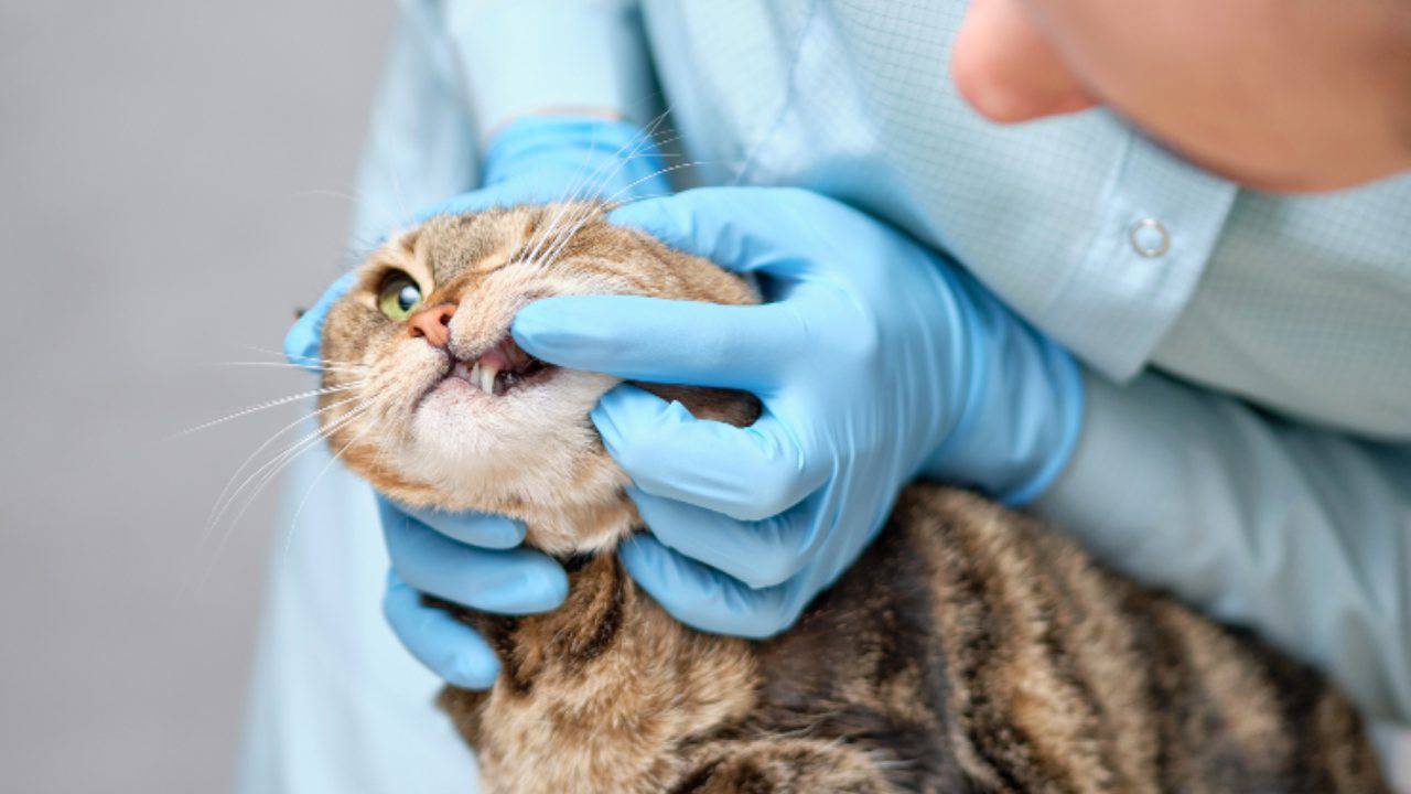 Ascesso Dentale Nel Gatto Di Cosa Si Tratta E Come Si Cura