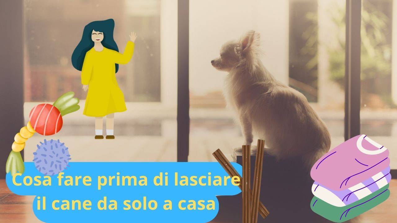 Hai Un Cane Se Lo Lasci A Casa Non Dimenticare Queste Cose Fondamentali