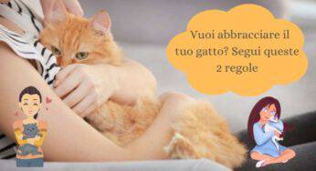 Se vuoi abbracciare il tuo gatto, assicurati di leggere prima questo: è fondamentale