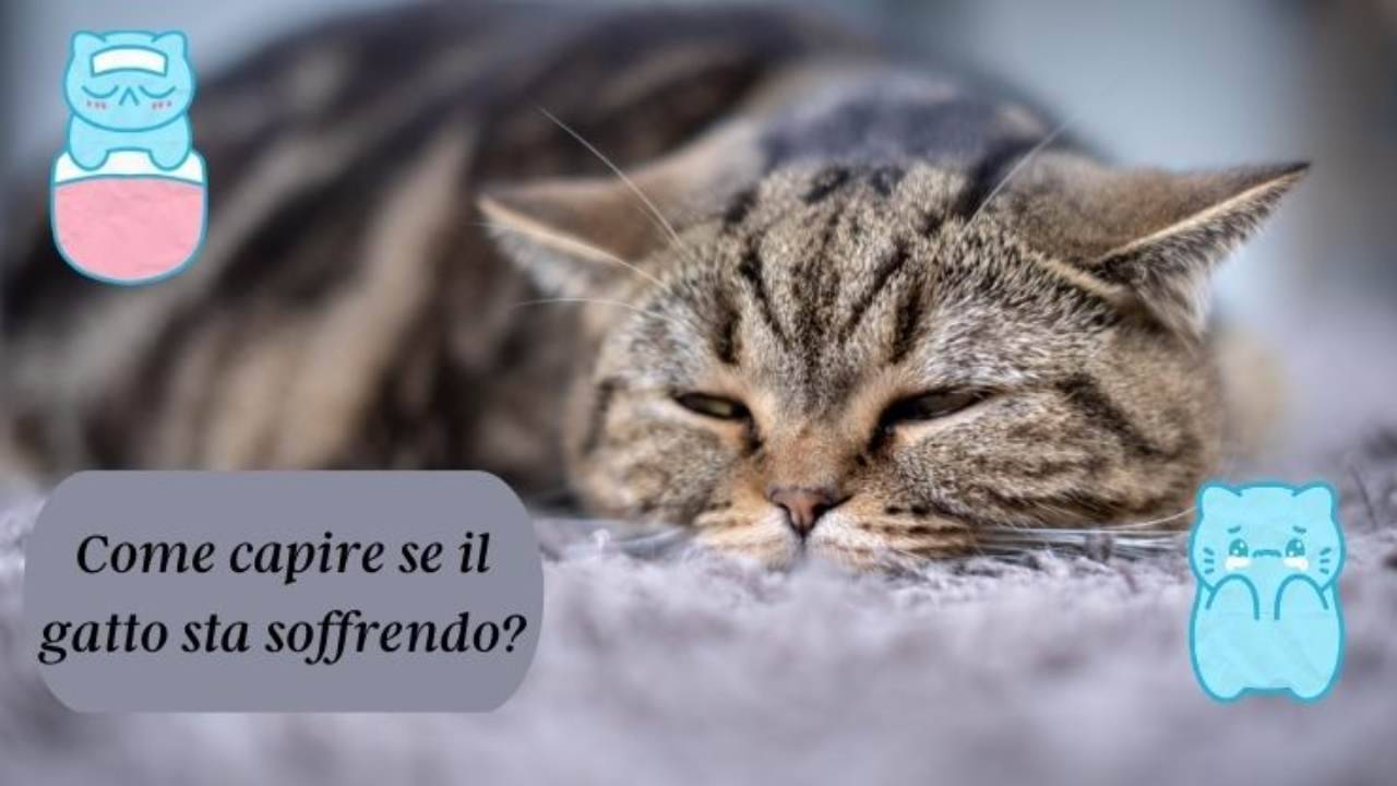 Capire Se Il Gatto Sta Soffrendo Fondamentale Ecco Cosa Devi Osservare