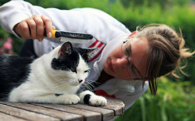 Come Usare Un Pettine Antipulci Sul Gatto Info E Consigli Utili