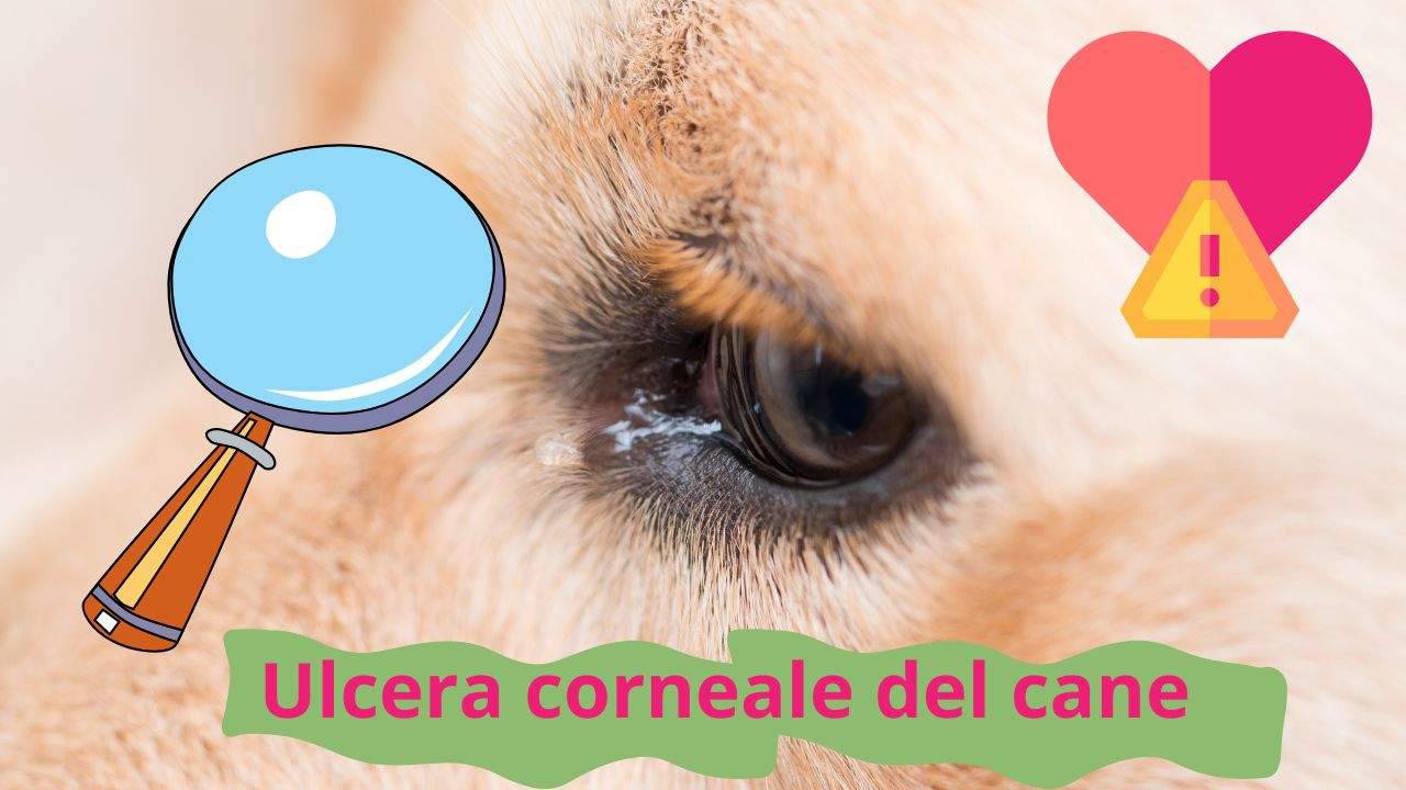 Ulcera Corneale Nel Cane Sintomi Cos E Come Si Cura