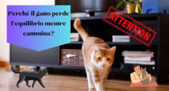 ⚠ Il gatto perde l’equilibrio mentre cammina: un problema da non sottovalutare