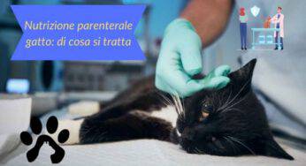 Nutrizione parenterale del gatto: a cosa serve e come funziona