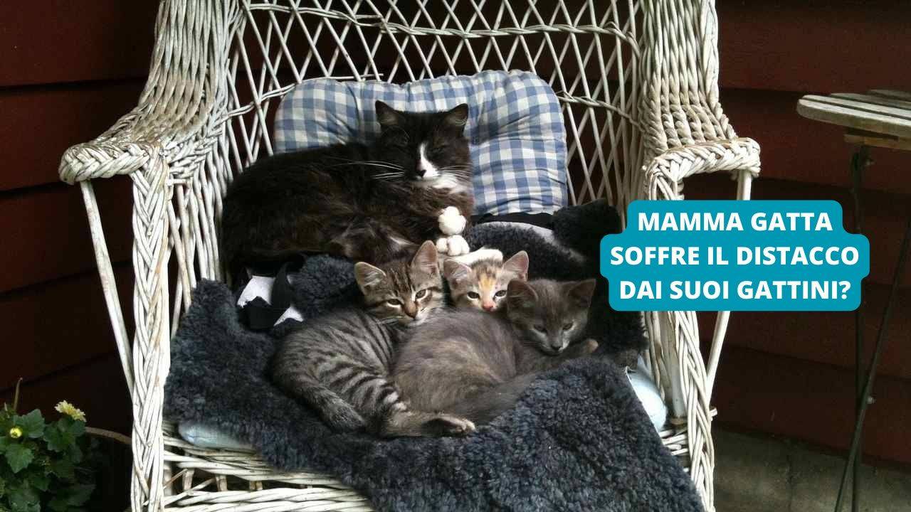 Mamma Gatta Soffre Il Distacco Dai Suoi Gattini Ecco I Tempi Da Rispettare