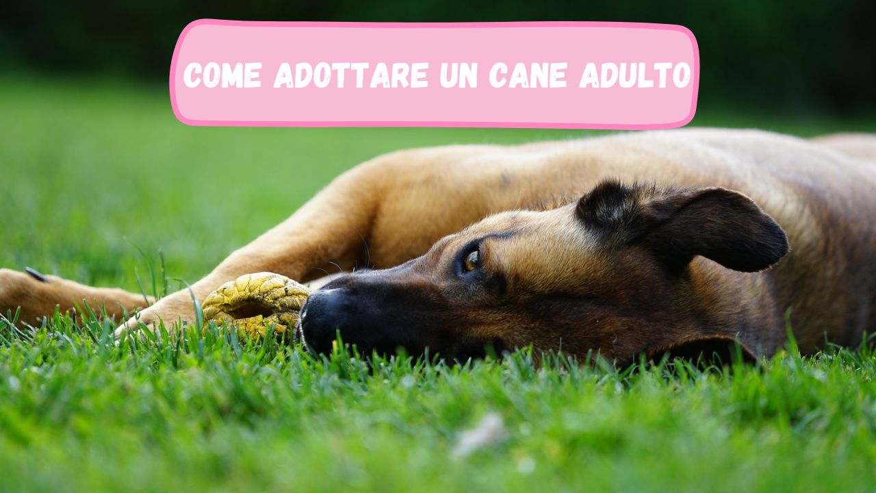 Adottare un cane adulto tutto ciò che devi sapere prima della decisione