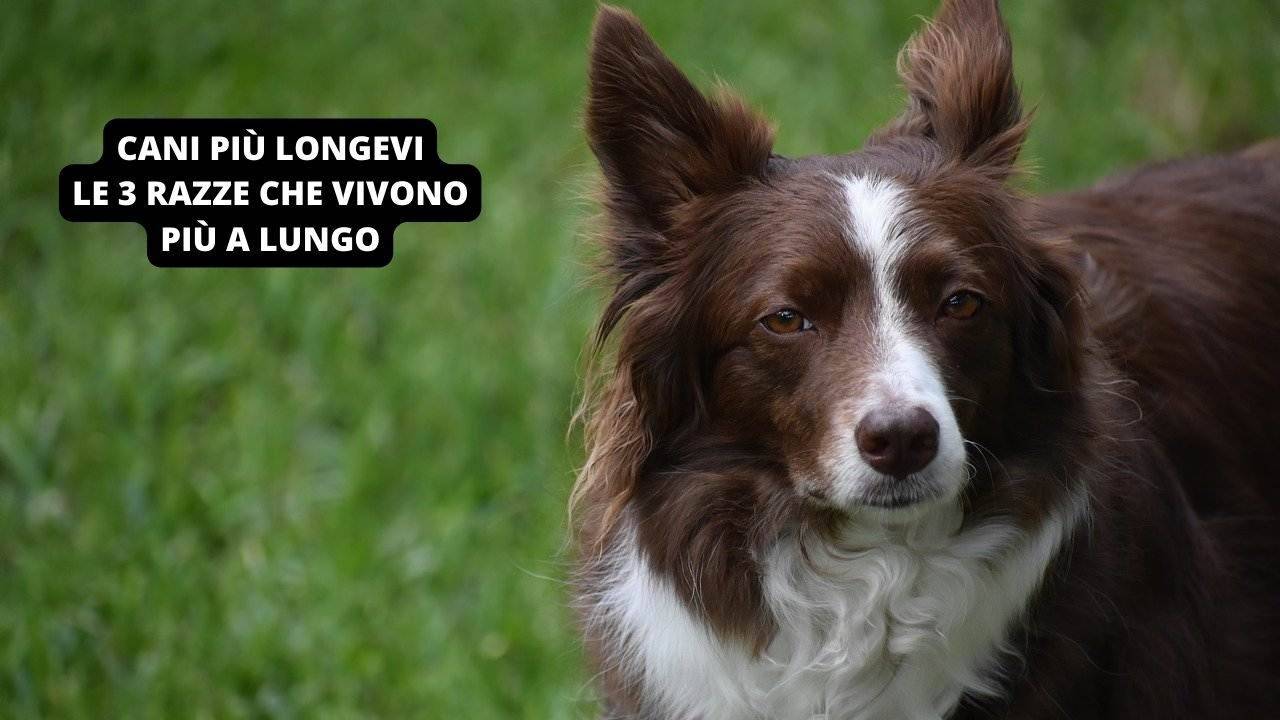 Cani più longevi: le 3 razze canine che vivono di più