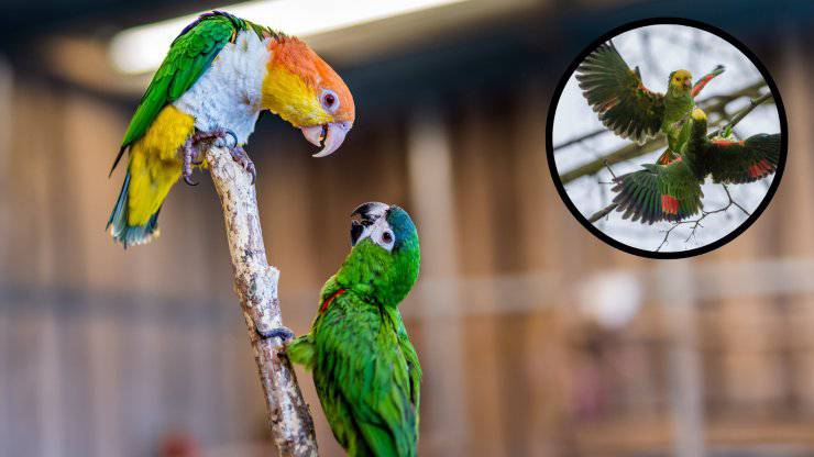 pappagalli che litigano