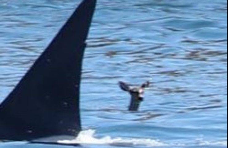 orca cervo pericolo nuotano