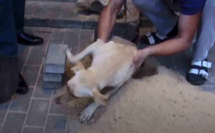 cane sepolto sotto marciapiede