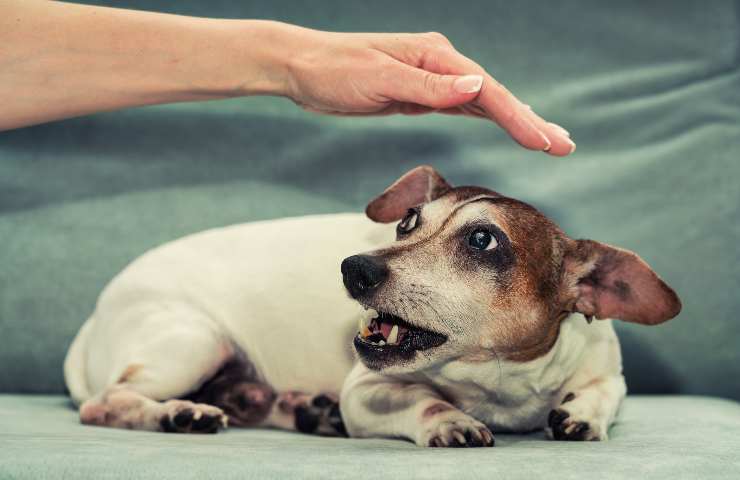 Cane si rannicchia